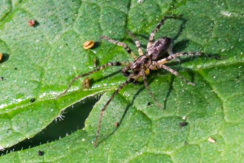 Réf. 305 319 : Anyphaena accentuata